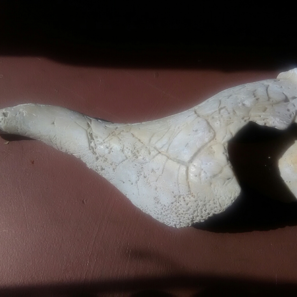 Sea Shell - Picture 7 of 8